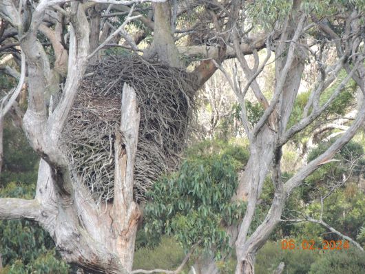 Sea Eagle Nest